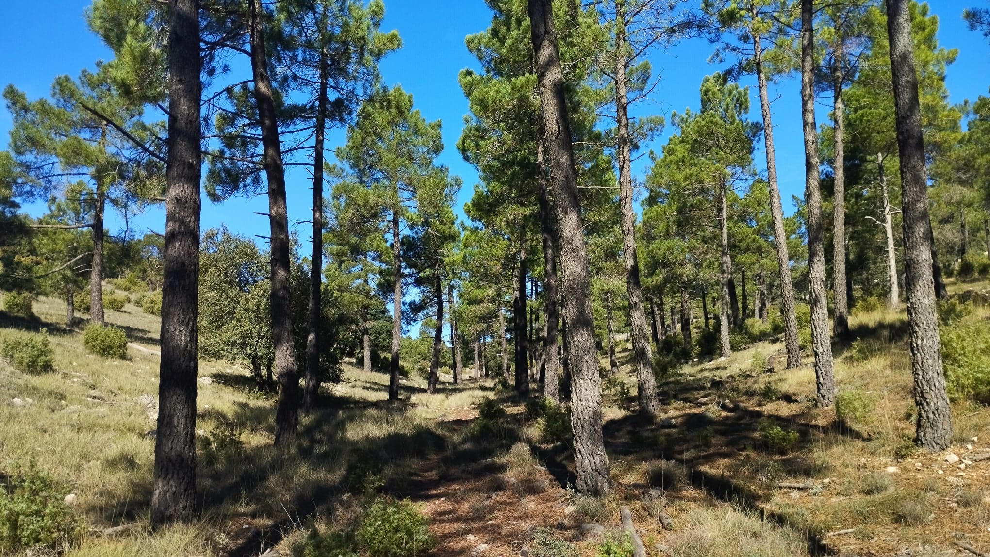 El pico del Telégrafo